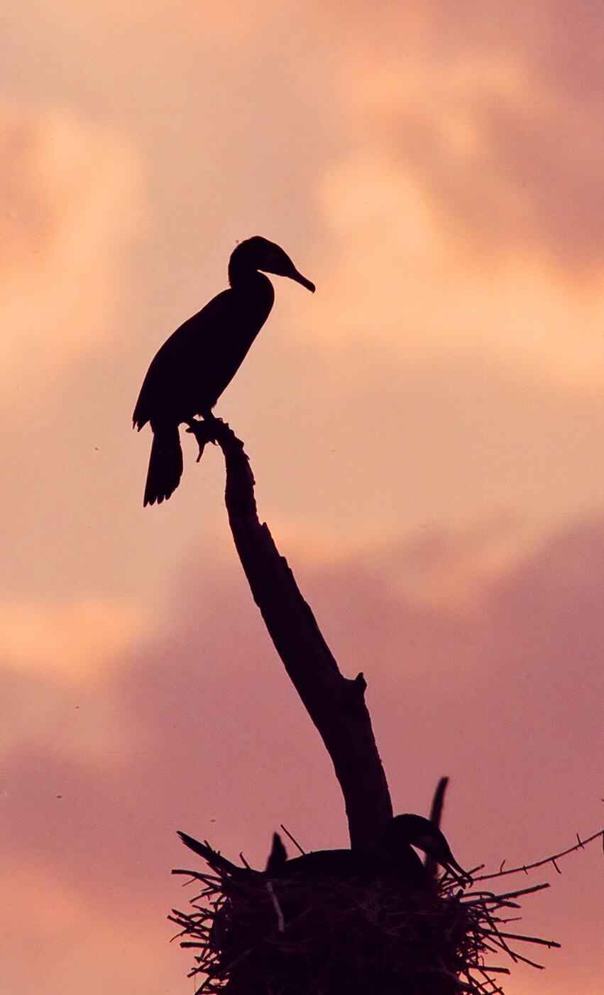 Cormorant at last light