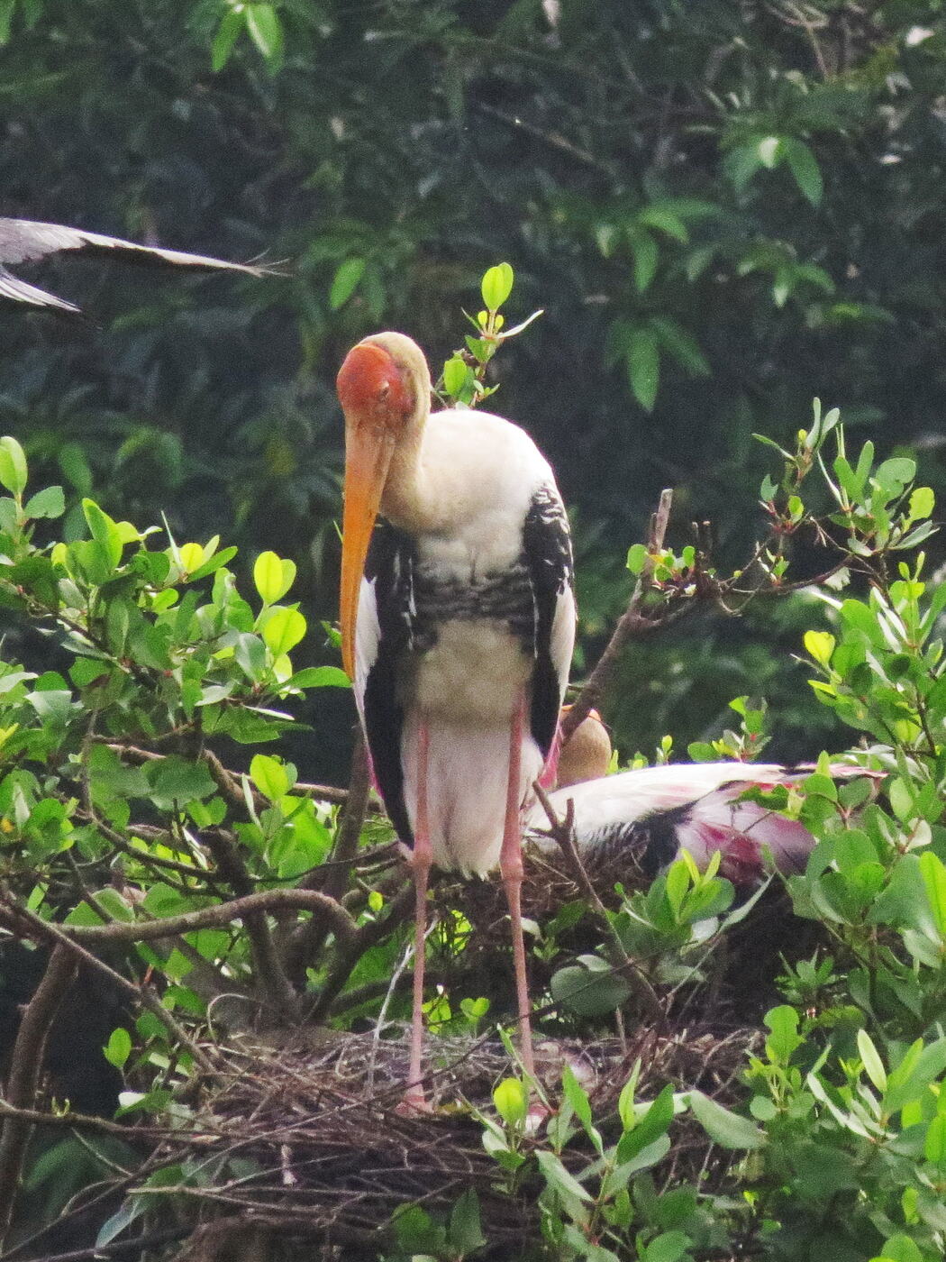 A painted stork at Kumarakom Bird Sanctuary