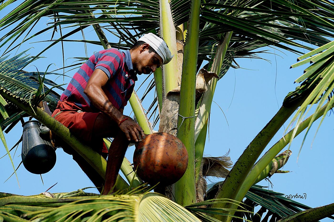 Toddy tapping